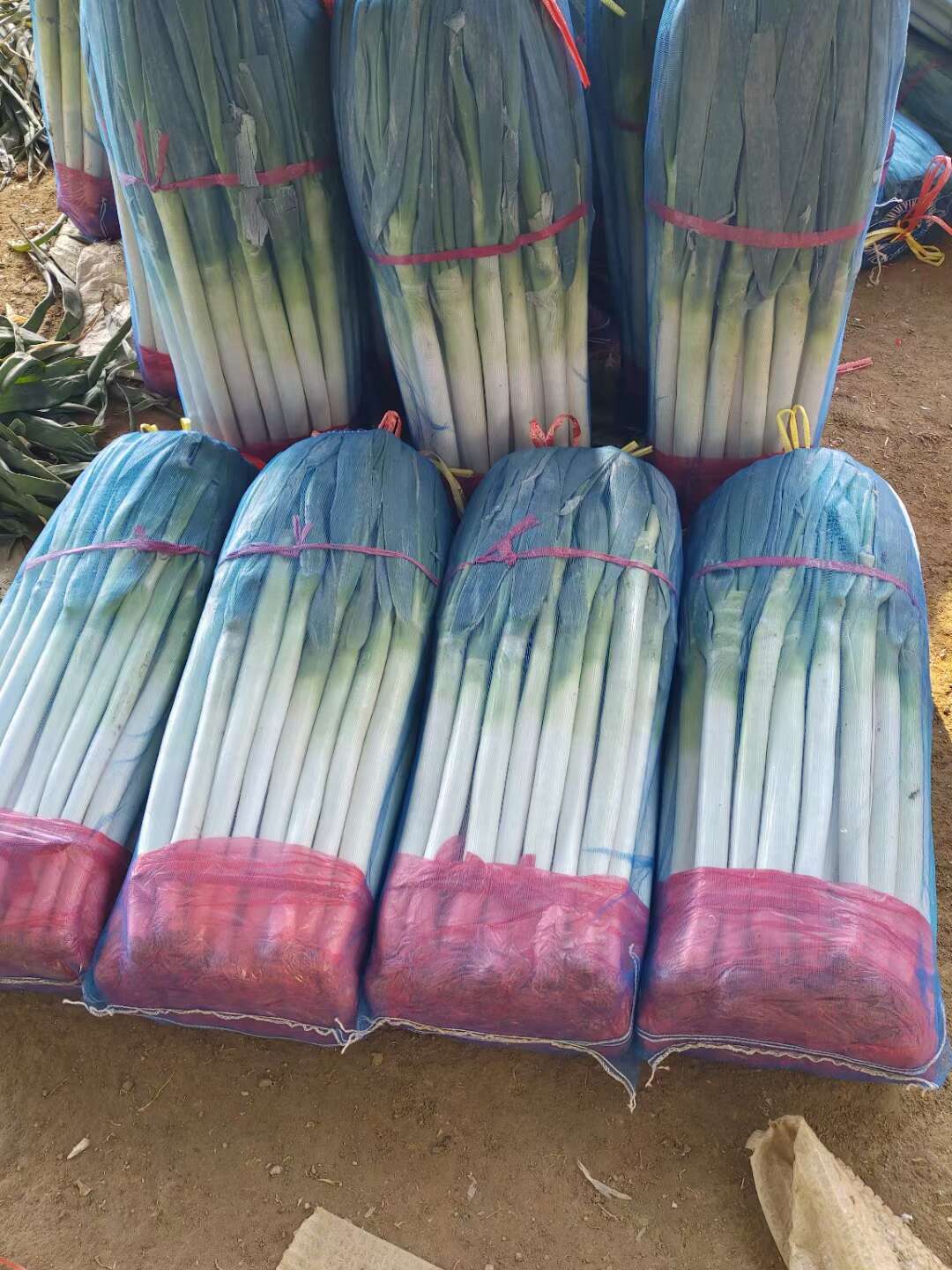 大葱批发价格最新消息