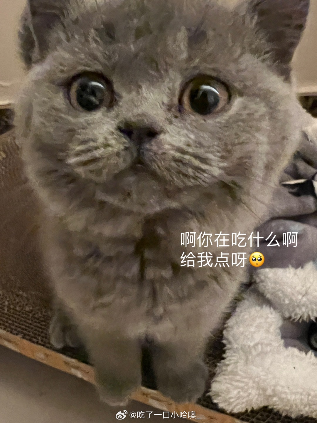 吃播猫小九最新一期