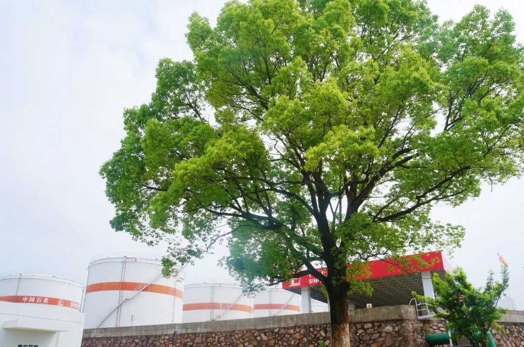 2025管家婆一码一肖资料,揭秘2025年管家婆一码一肖资料，探索背后的秘密