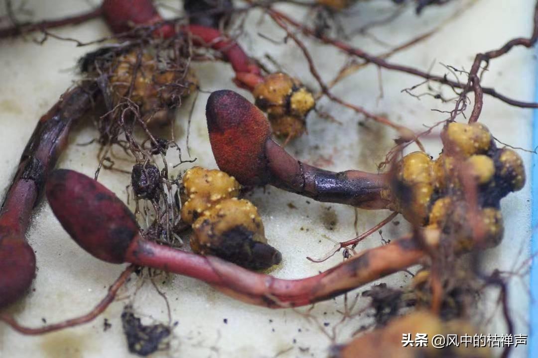 快评 第12页